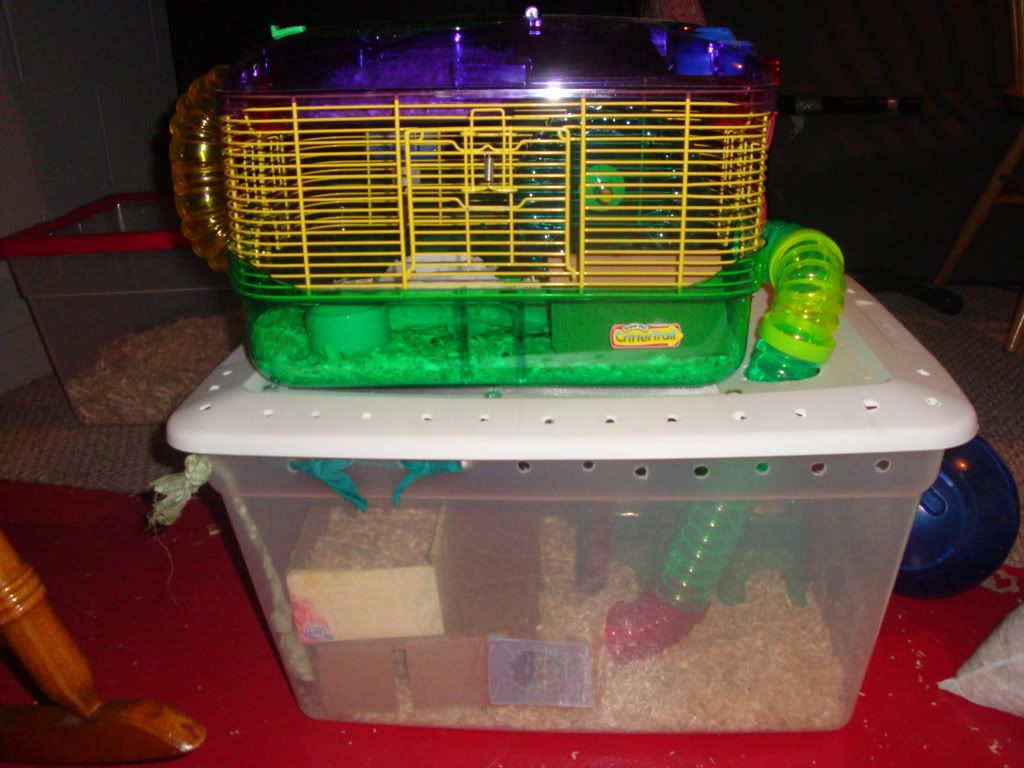 New Mouse cage Pet Mice Forum